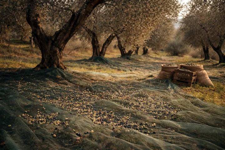 Olive trees above harvest nets with wooden crates nearby